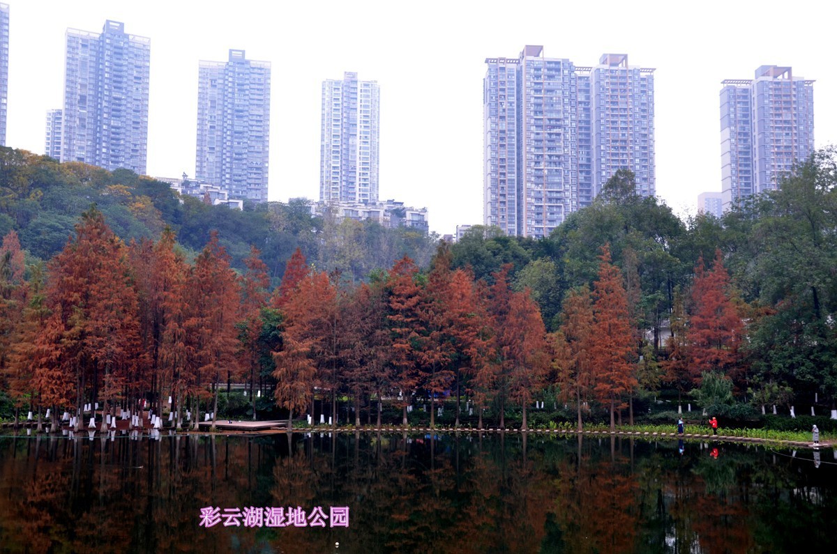 冬季彩云湖湿地公园(一)