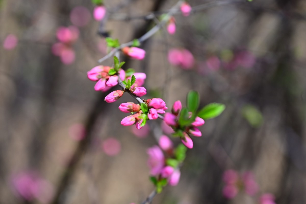 一路行一路拍花