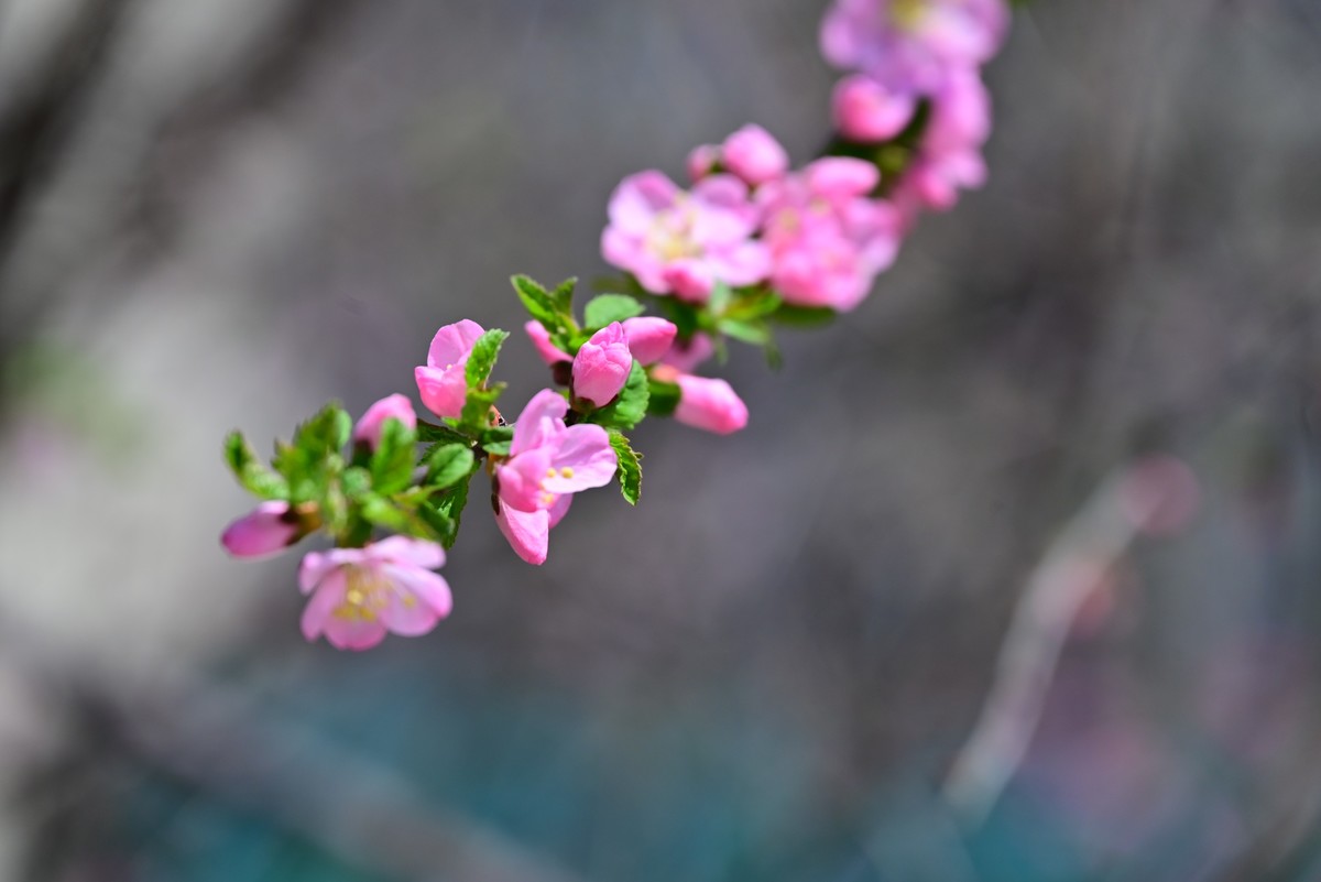 一路行一路拍花
