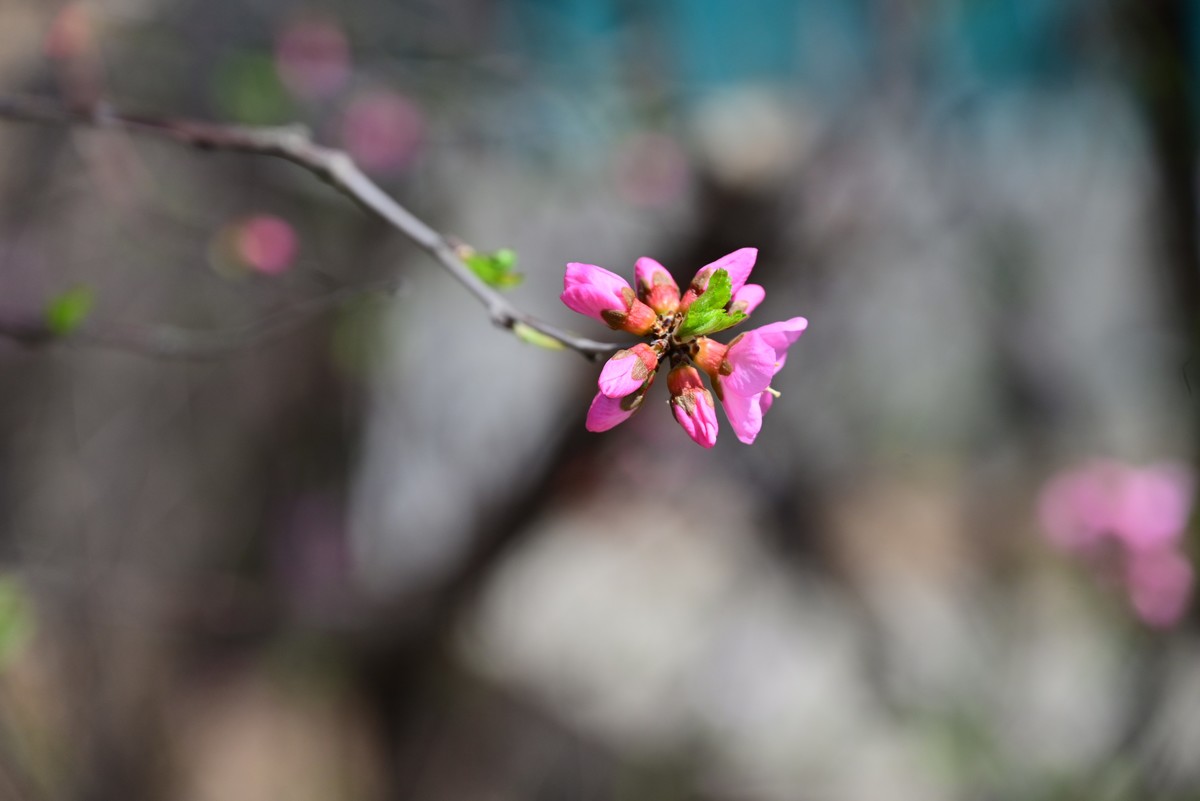 一路行一路拍花