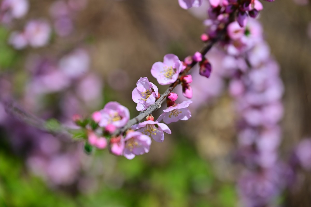 一路行一路拍花