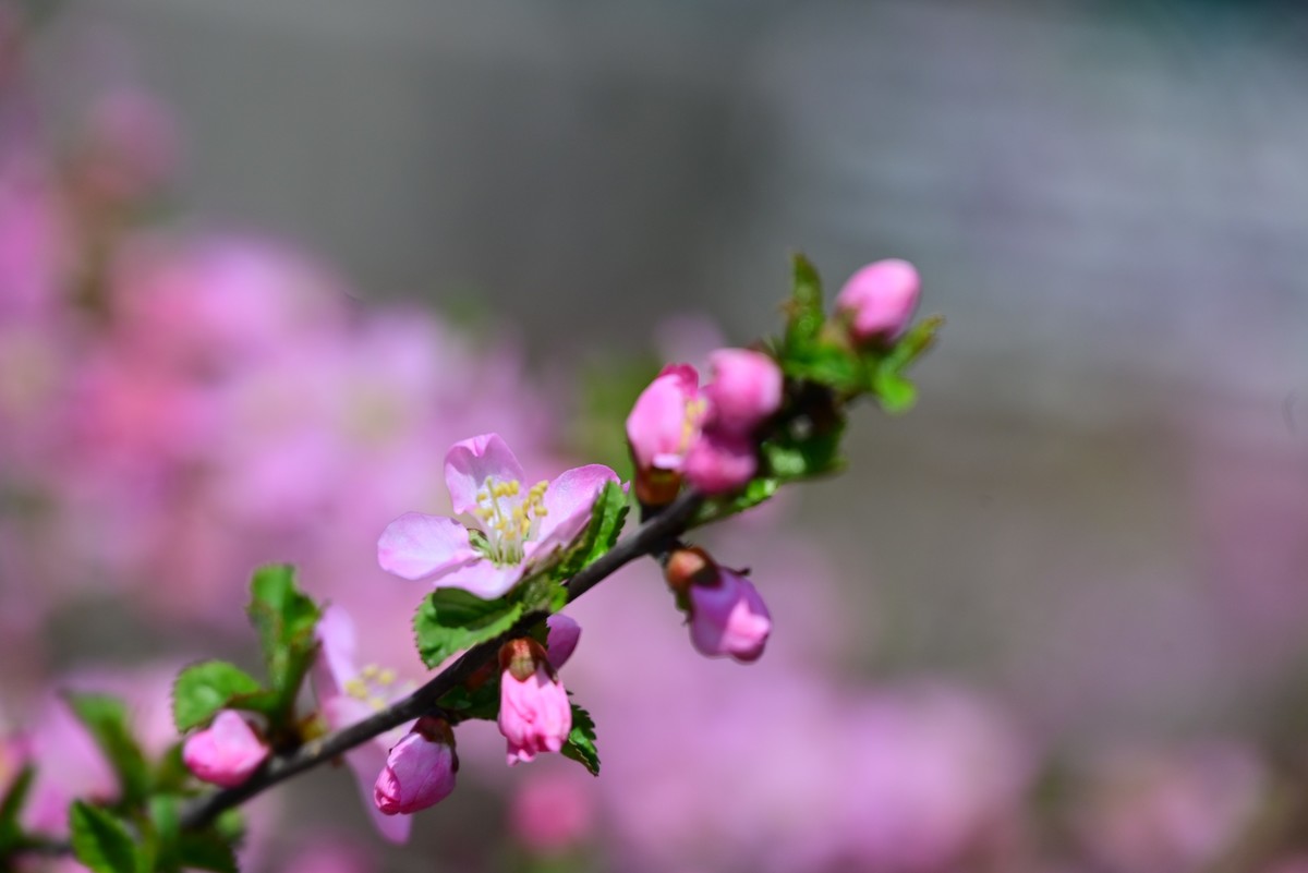 一路行一路拍花