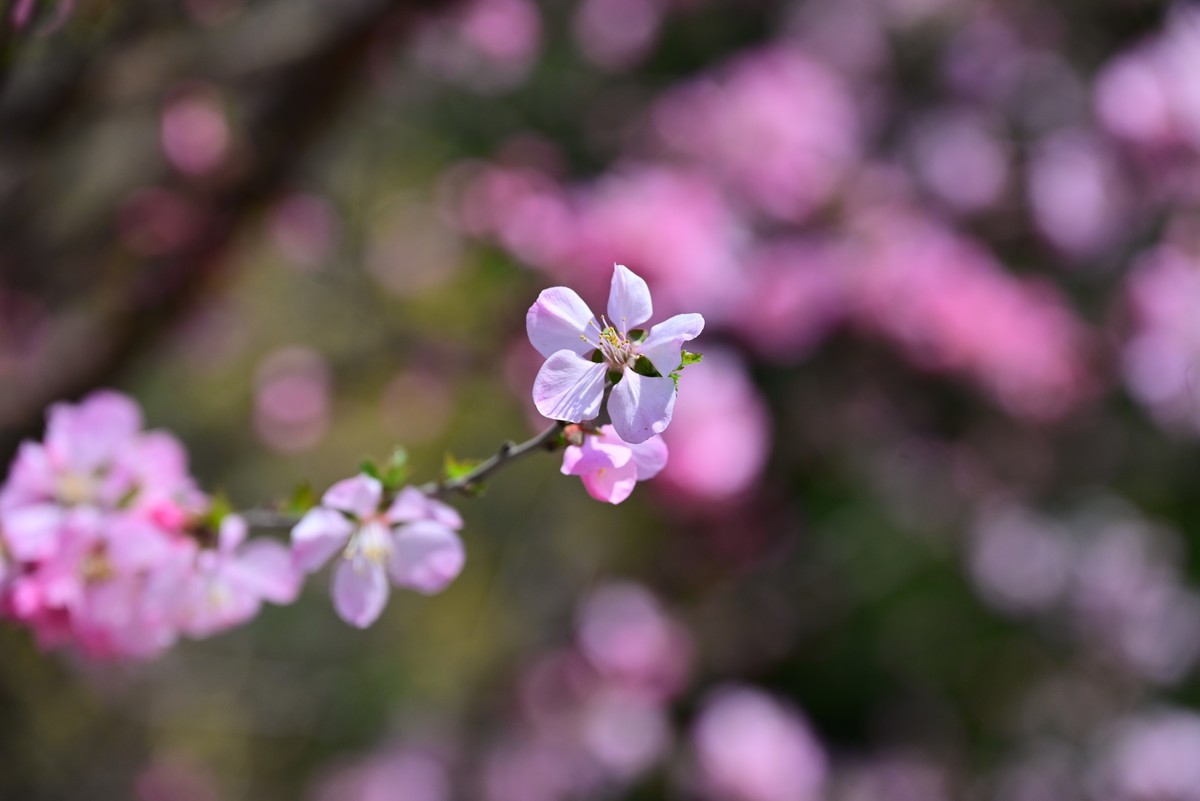 一路行一路拍花
