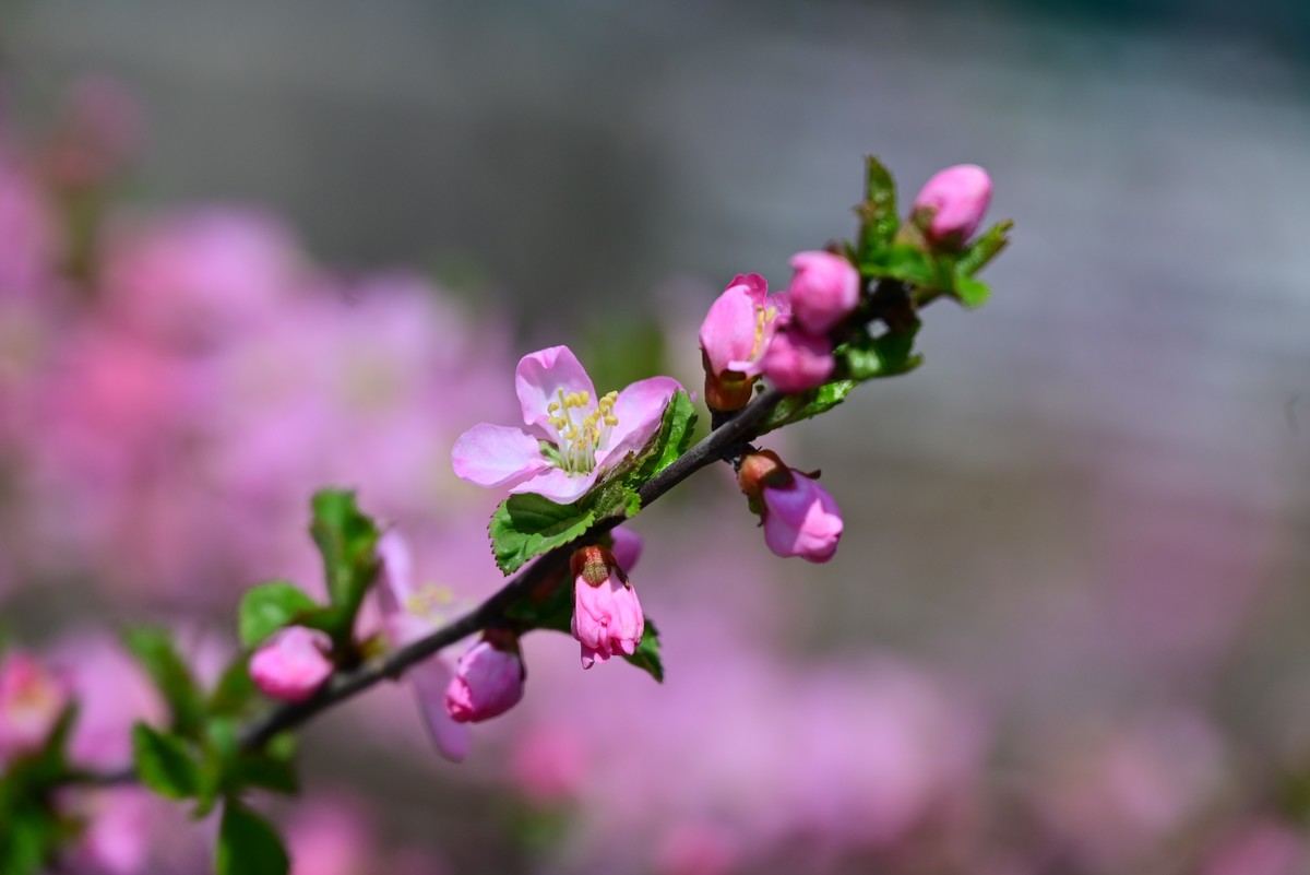 一路行一路拍花