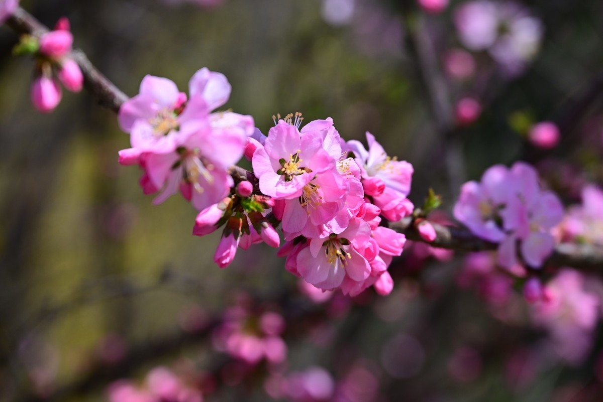 一路行一路拍花