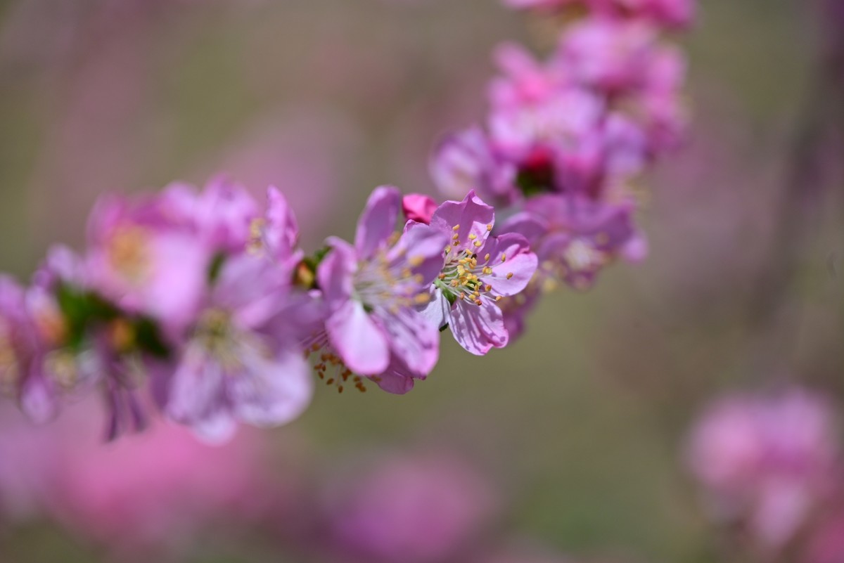 一路行一路拍花