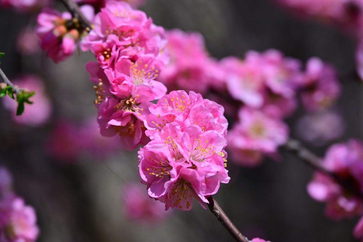 一路行一路拍花