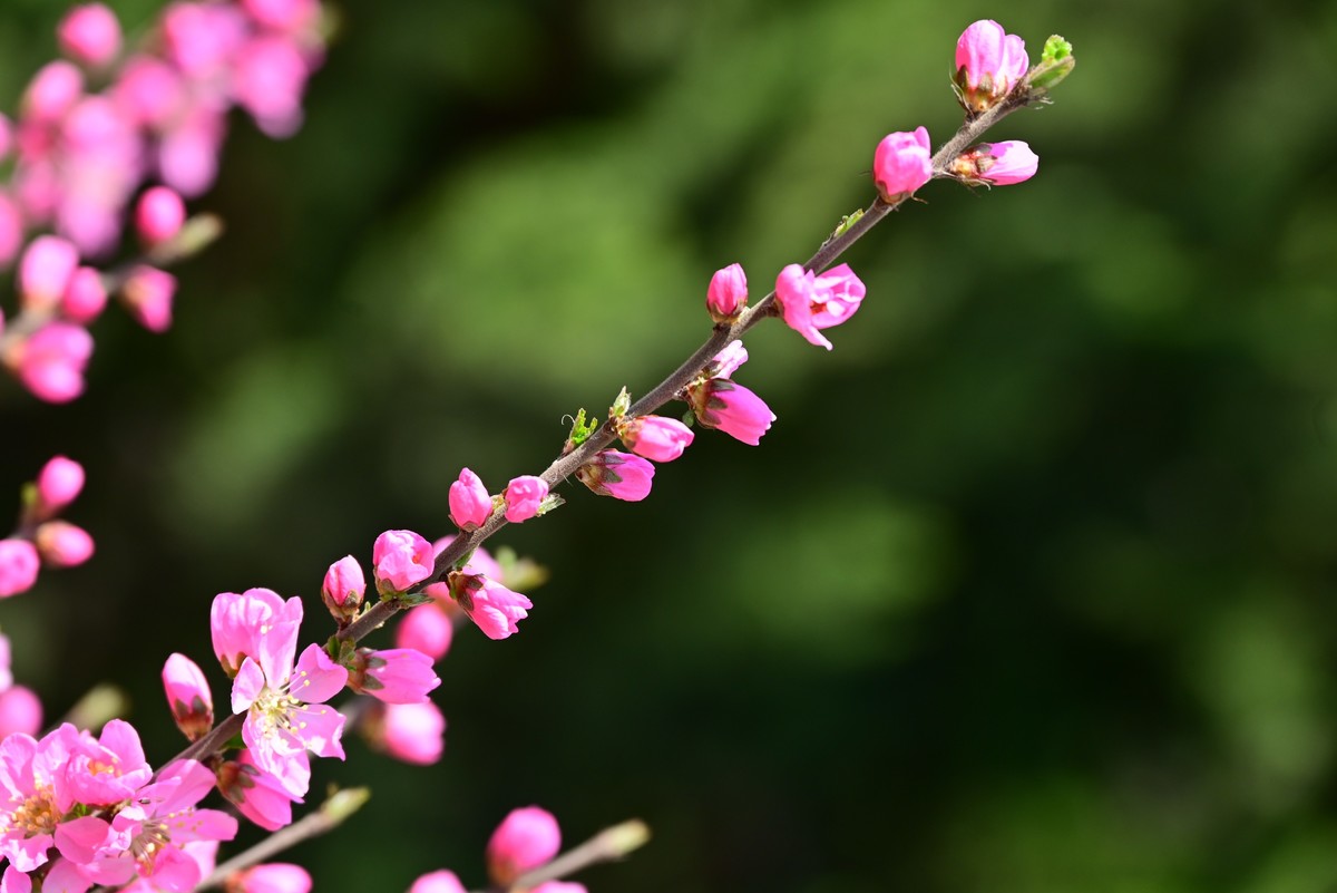 一路行一路拍花