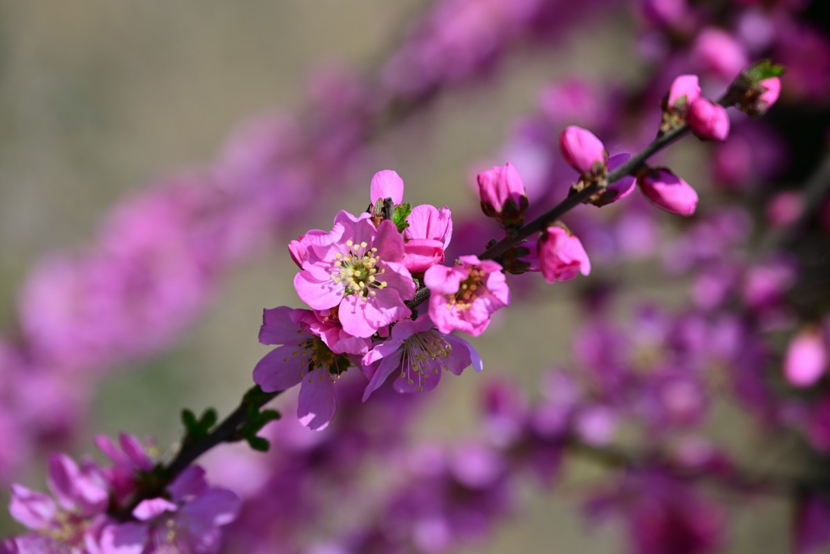 一路行一路拍花