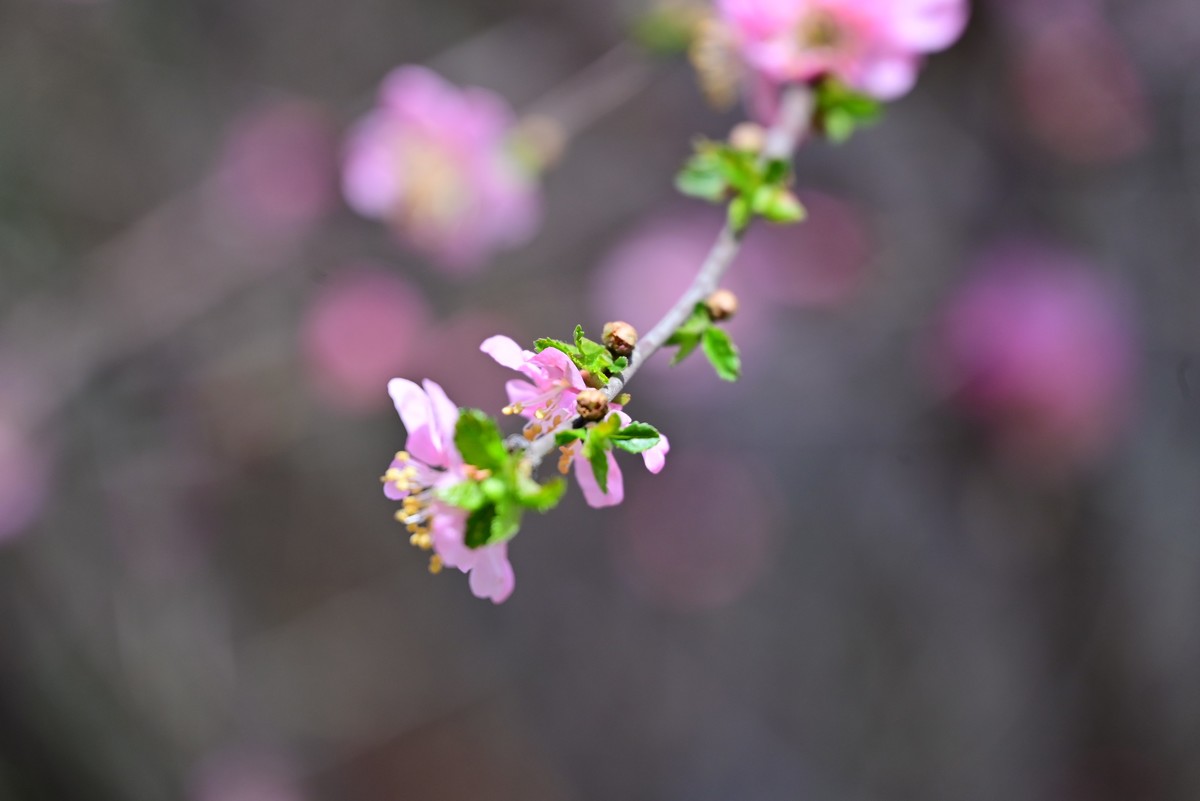 一路行一路拍花