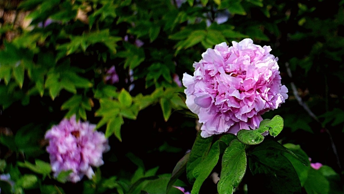 牡丹花开（二）