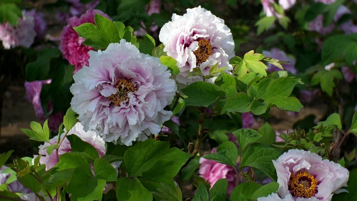 牡丹花开（二）