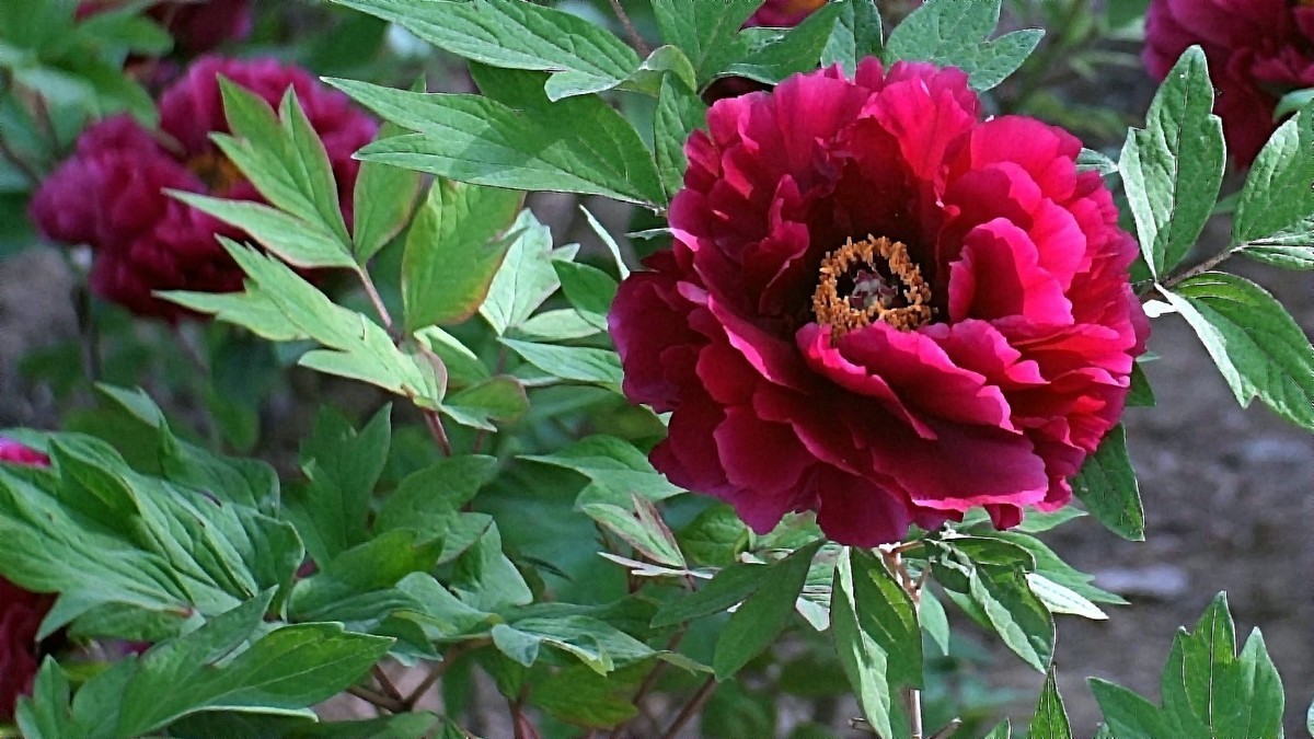 牡丹花开（二）