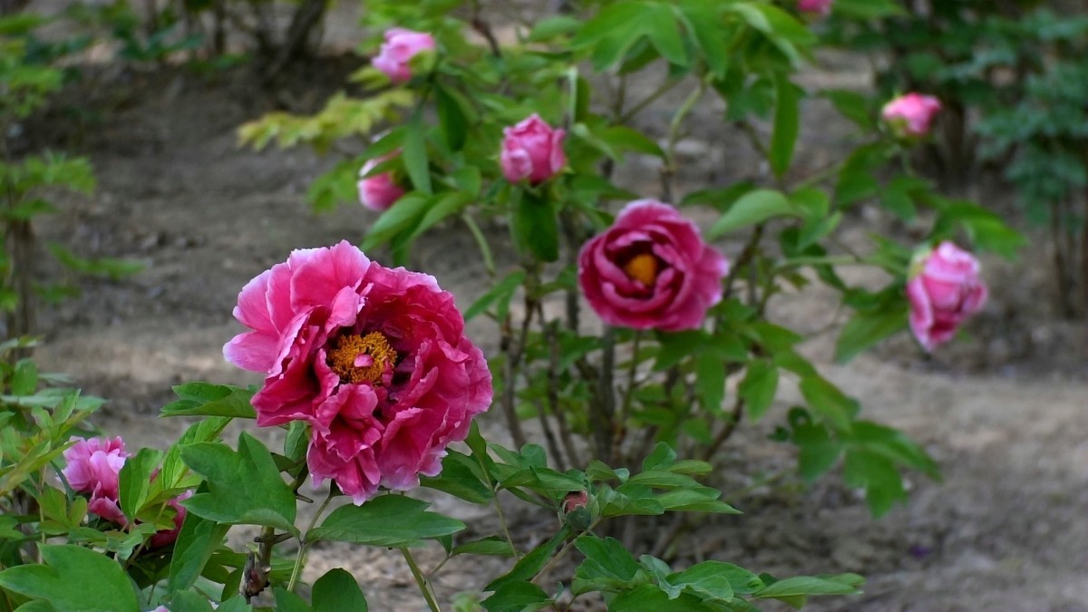 牡丹花开（二）