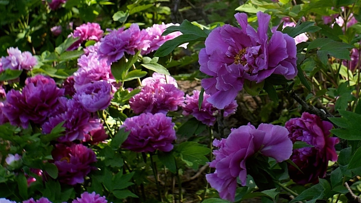 牡丹花开（二）