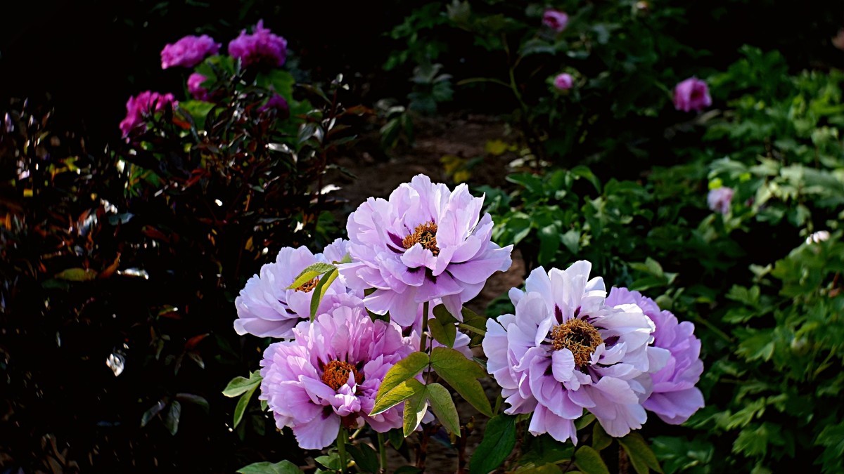 牡丹花开（二）