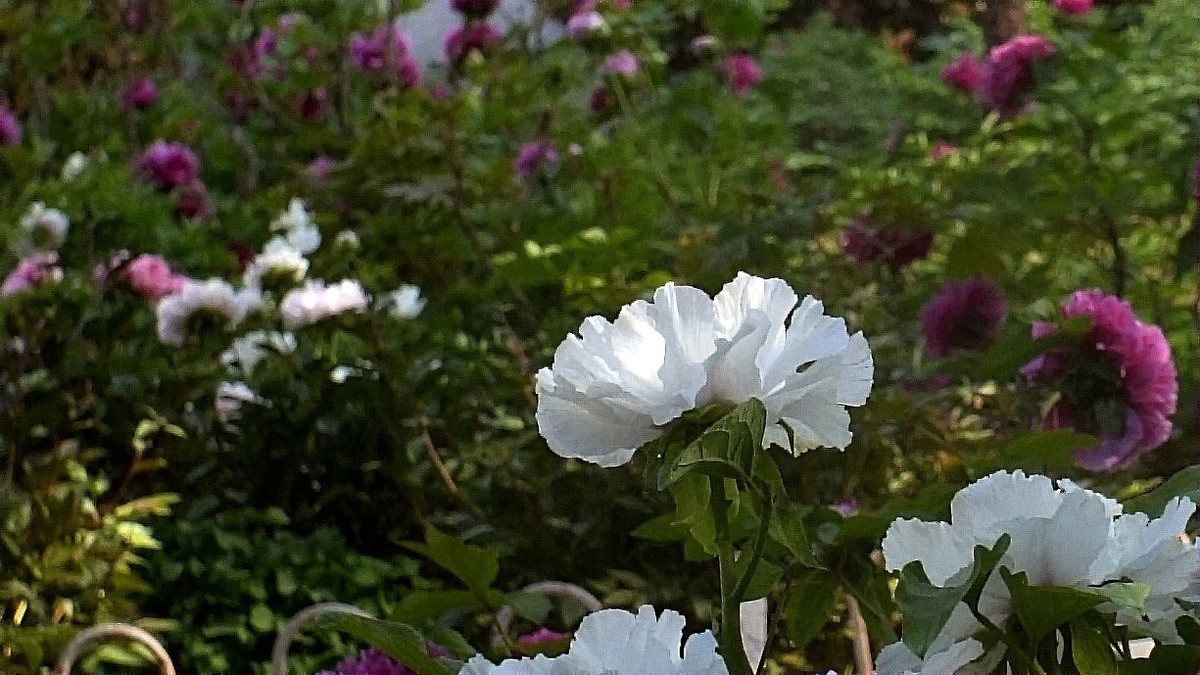 牡丹花开（二）