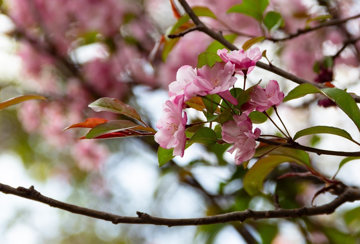 春花