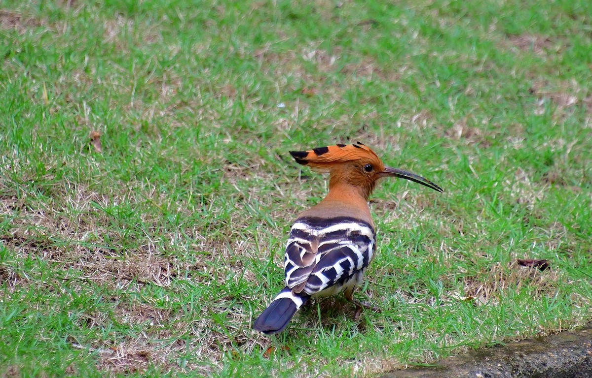 找食 （   戴胜    ）