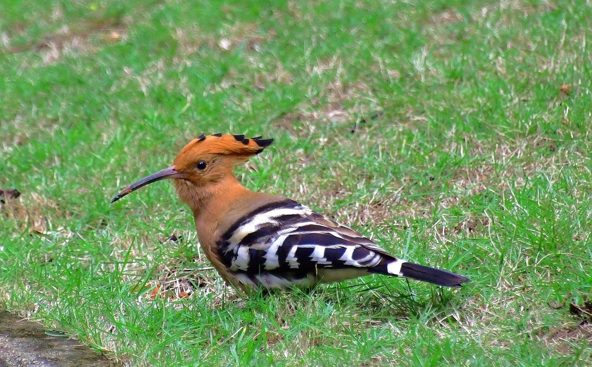 找食 （   戴胜    ）