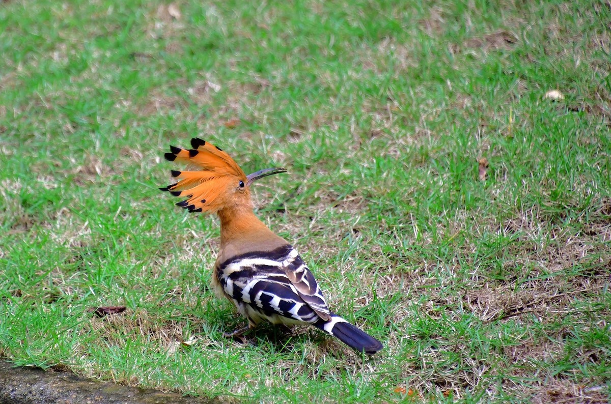 找食 （   戴胜    ）