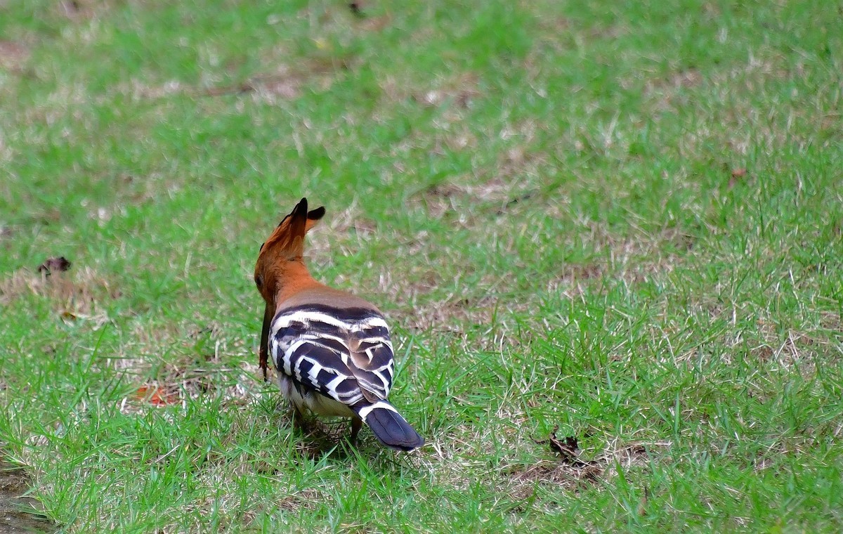 找食 （   戴胜    ）
