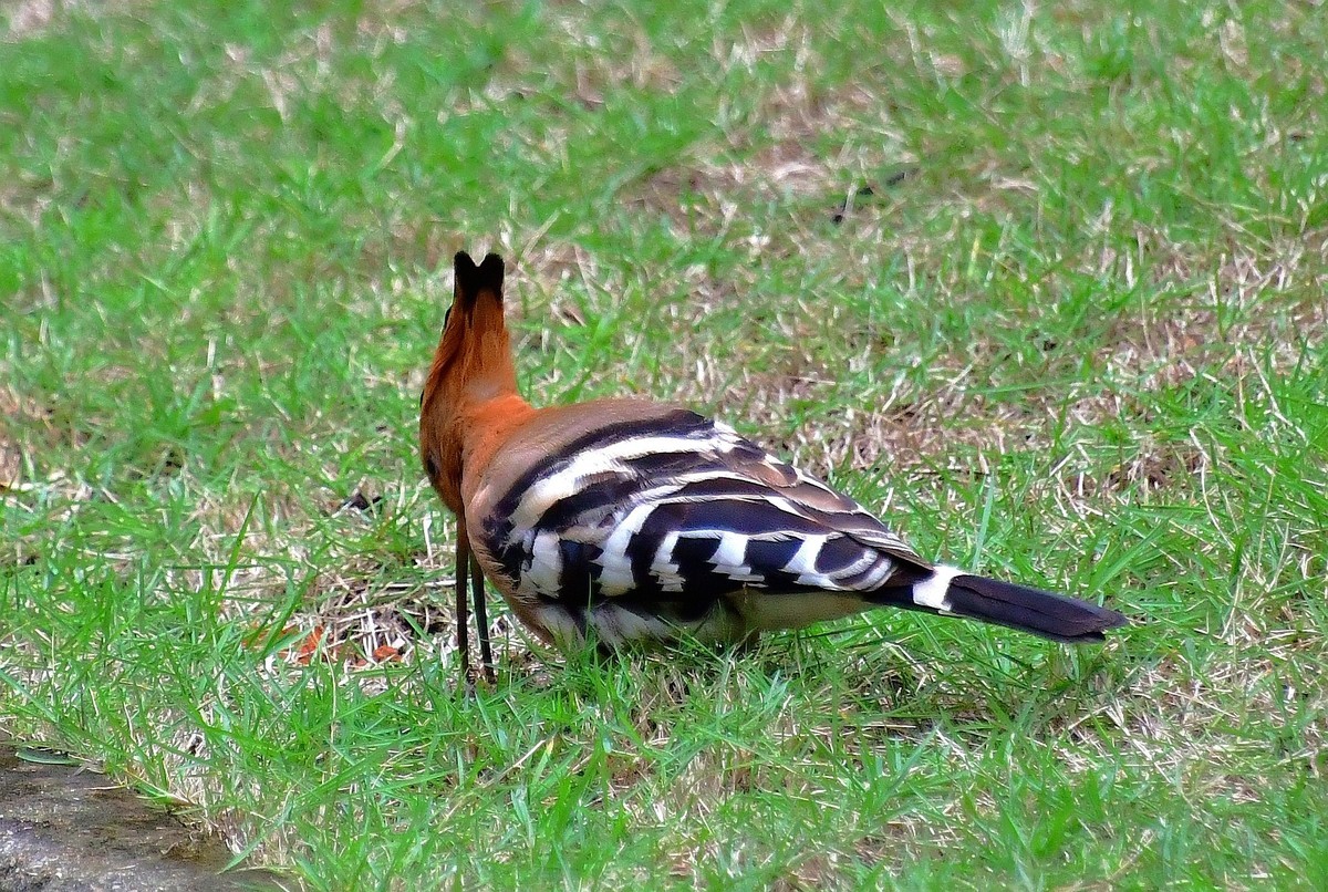 找食 （   戴胜    ）