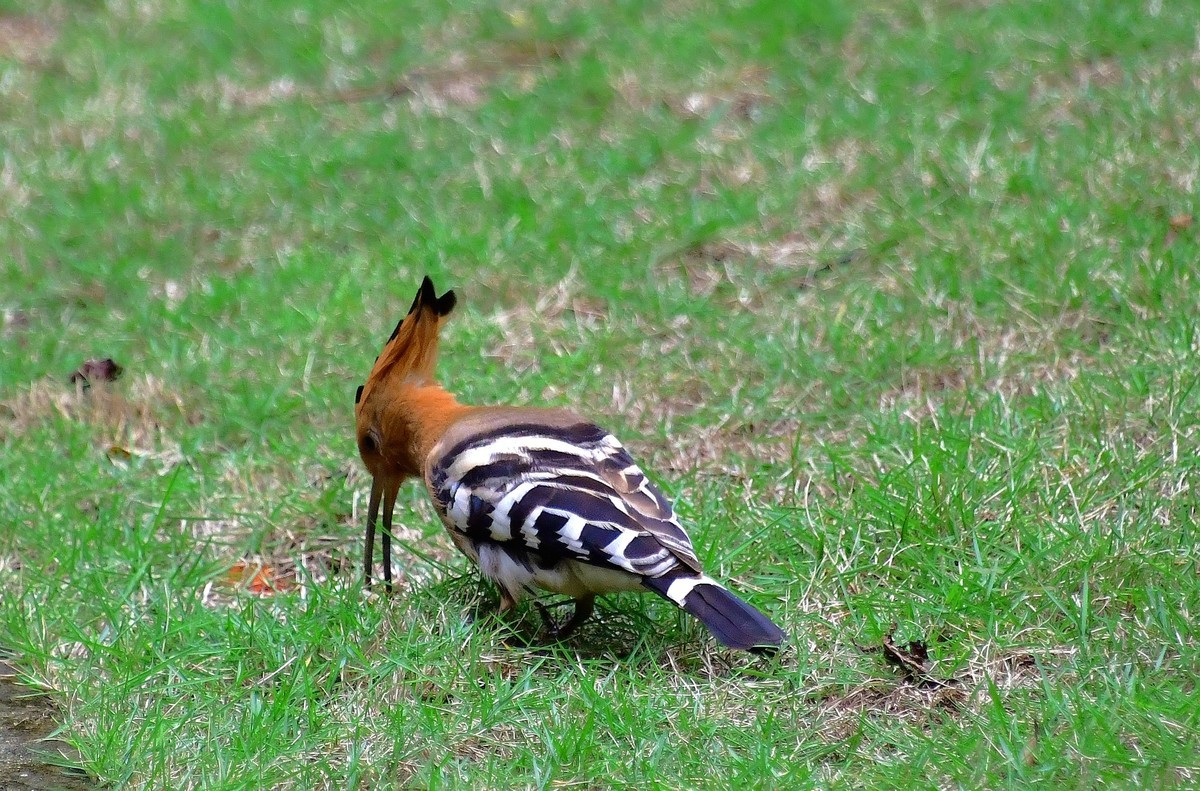 找食 （   戴胜    ）