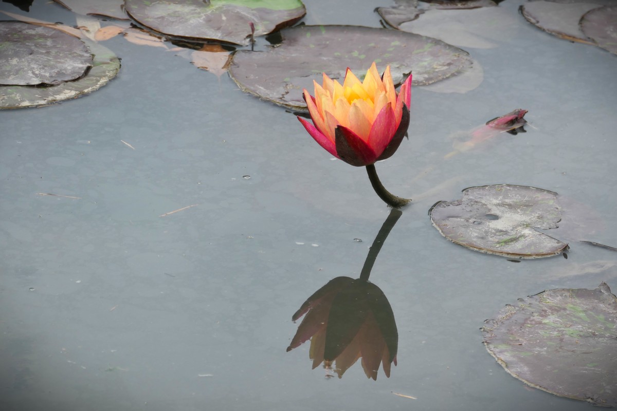 【睡莲】——摄于上海虹桥中心花园