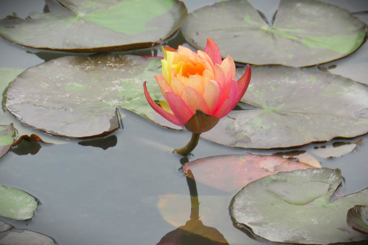 【睡莲】——摄于上海虹桥中心花园