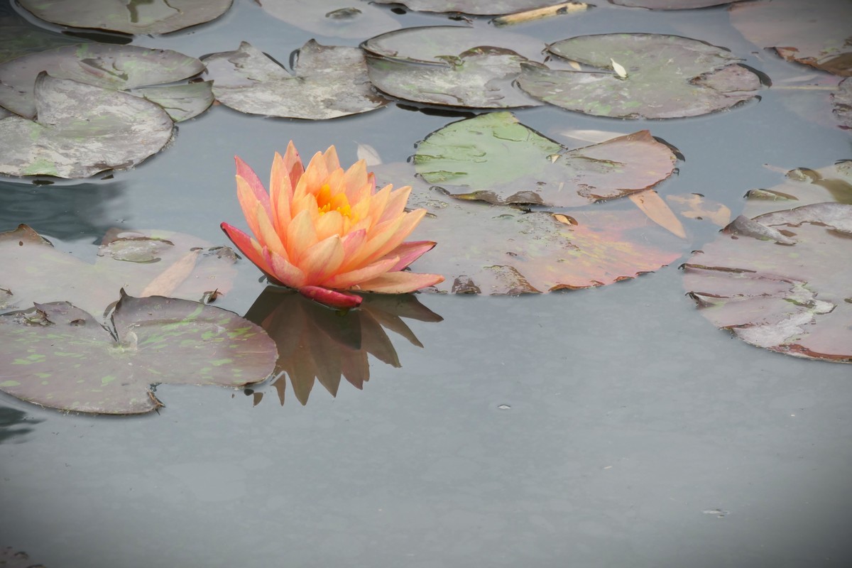 【睡莲】——摄于上海虹桥中心花园