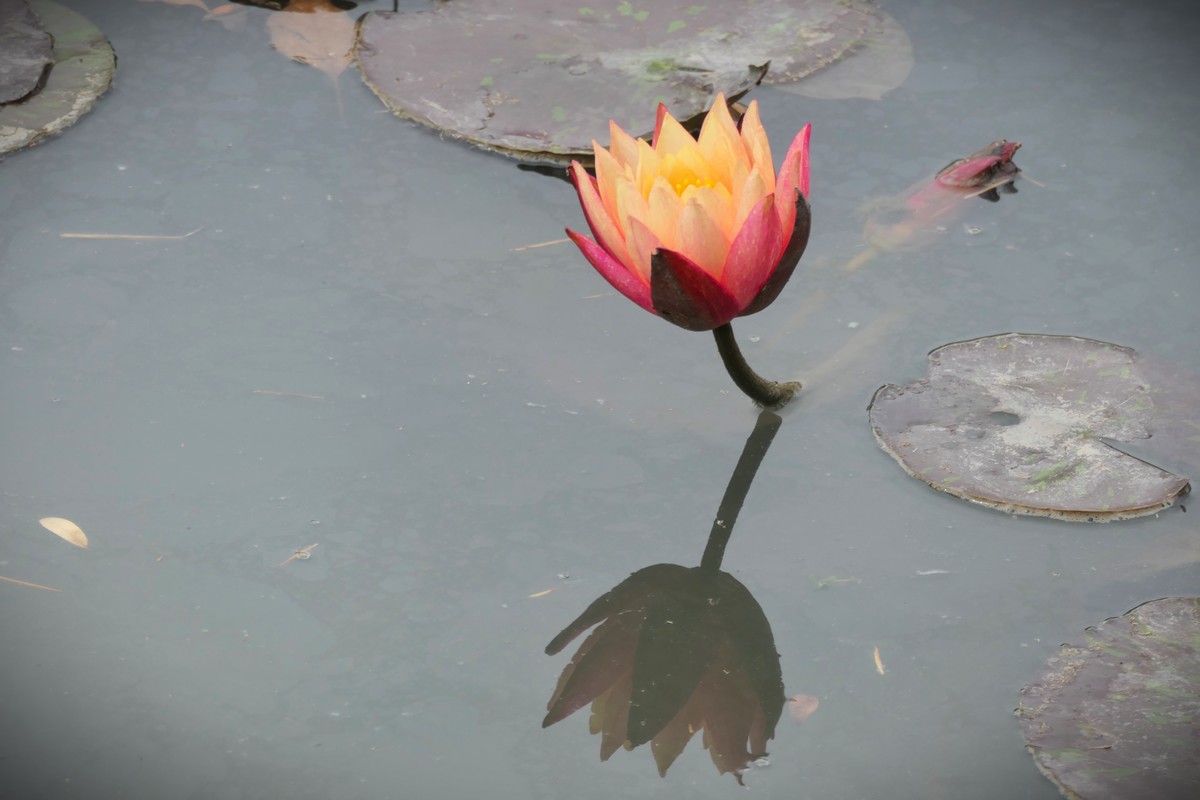 【睡莲】——摄于上海虹桥中心花园