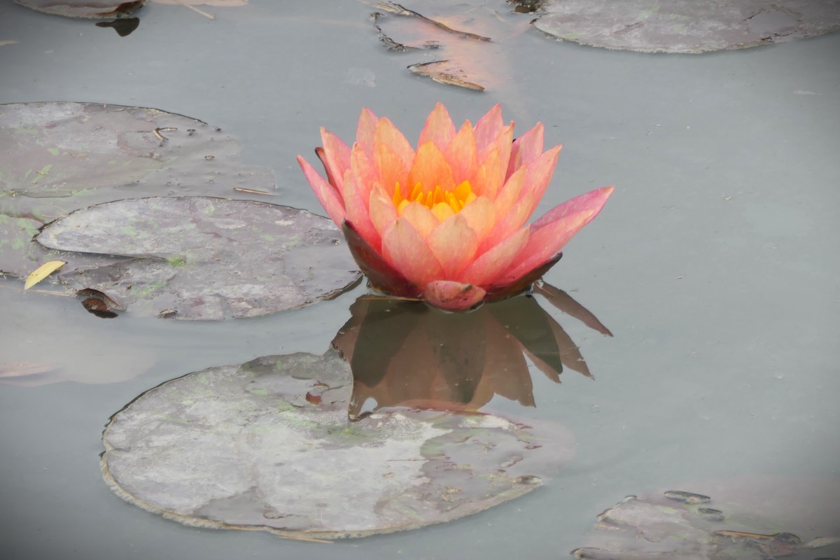 【睡莲】——摄于上海虹桥中心花园