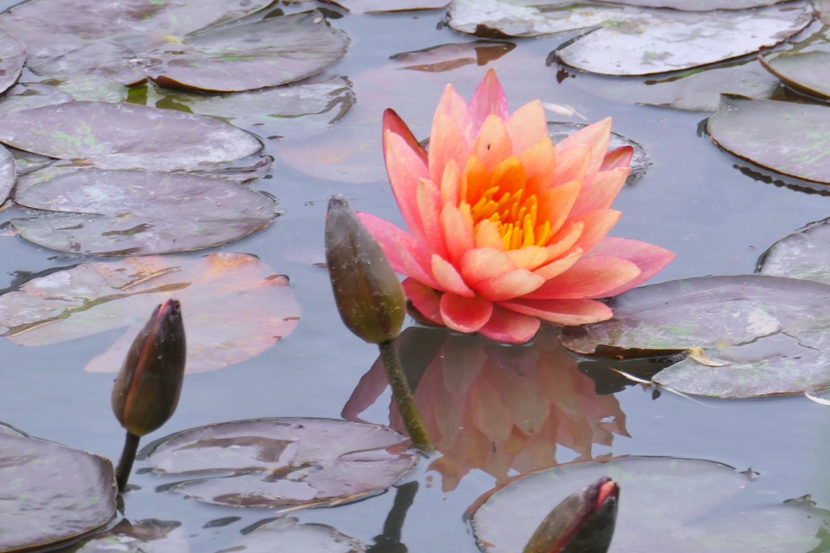 【睡莲】——摄于上海虹桥中心花园