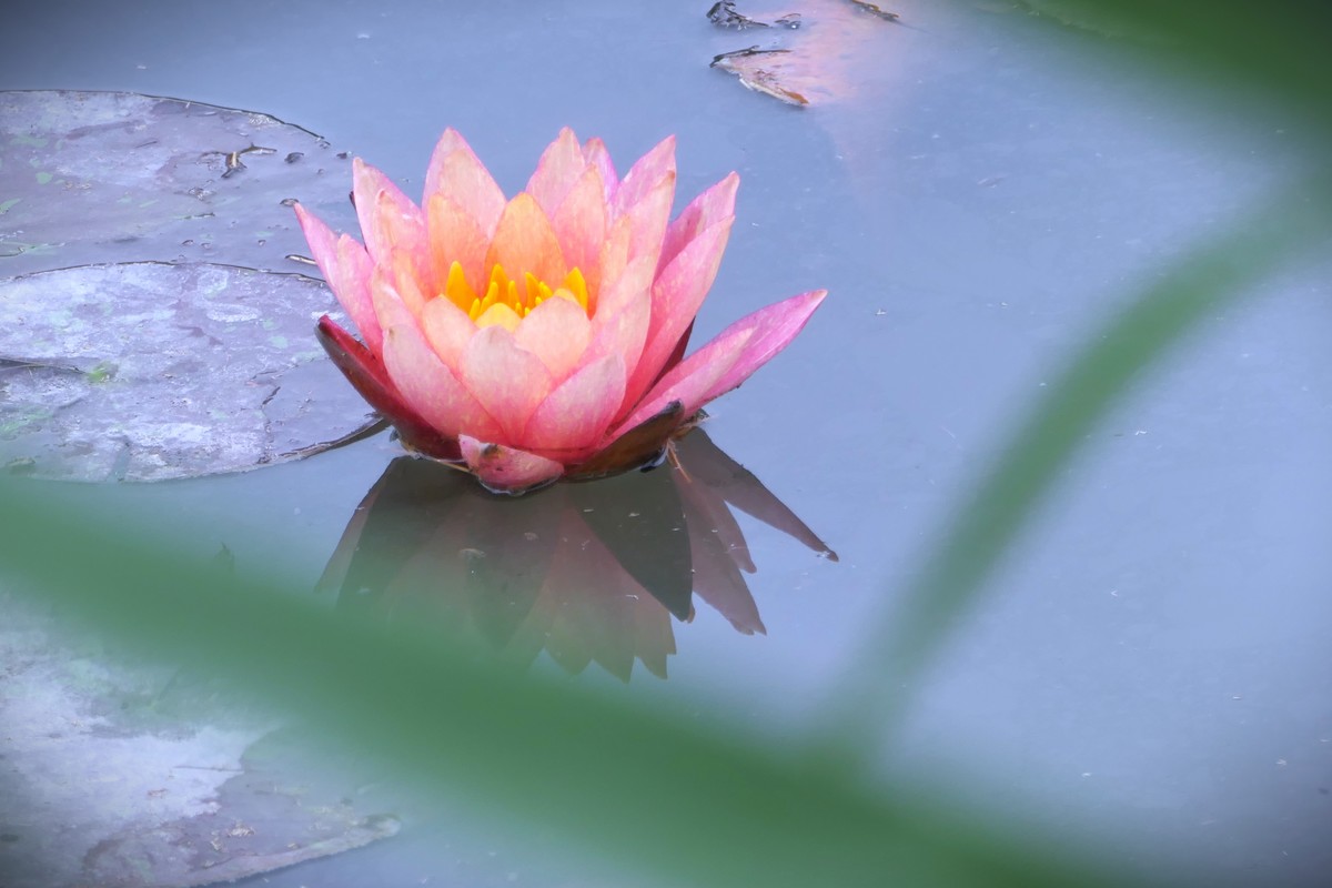 【睡莲】——摄于上海虹桥中心花园