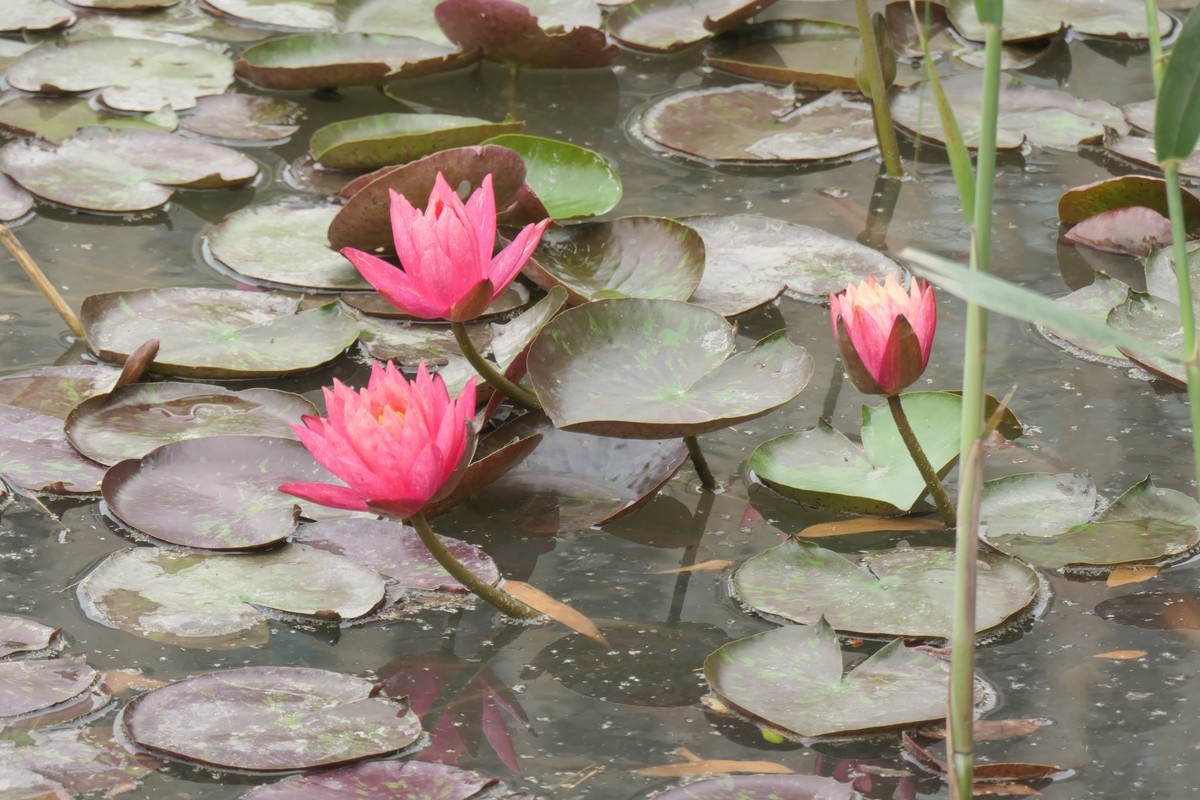 【睡莲】——摄于上海虹桥中心花园