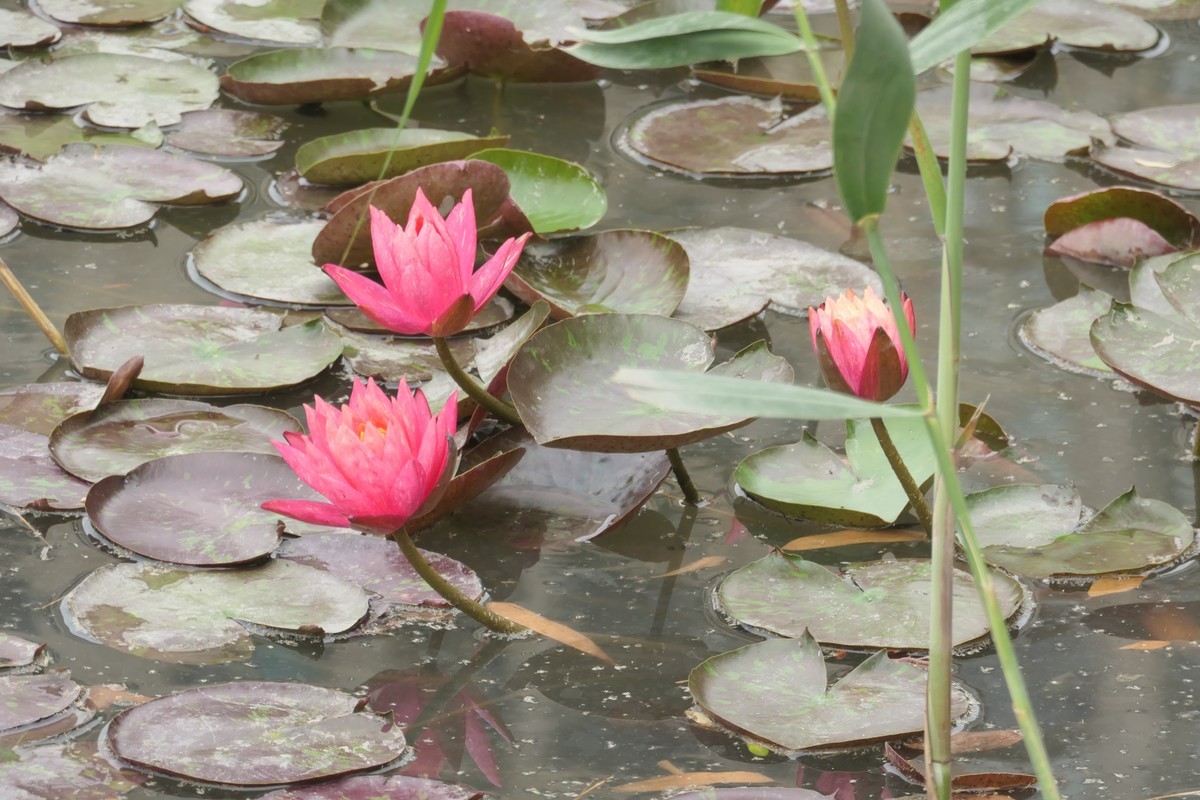 【睡莲】——摄于上海虹桥中心花园