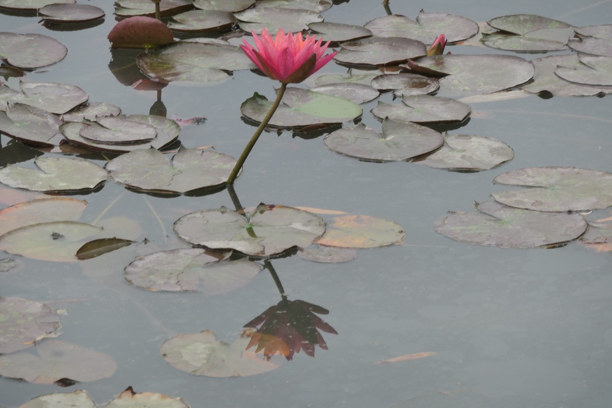 【睡莲】——摄于上海虹桥中心花园