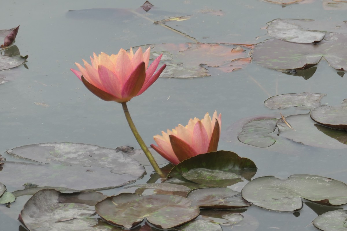 【睡莲】——摄于上海虹桥中心花园