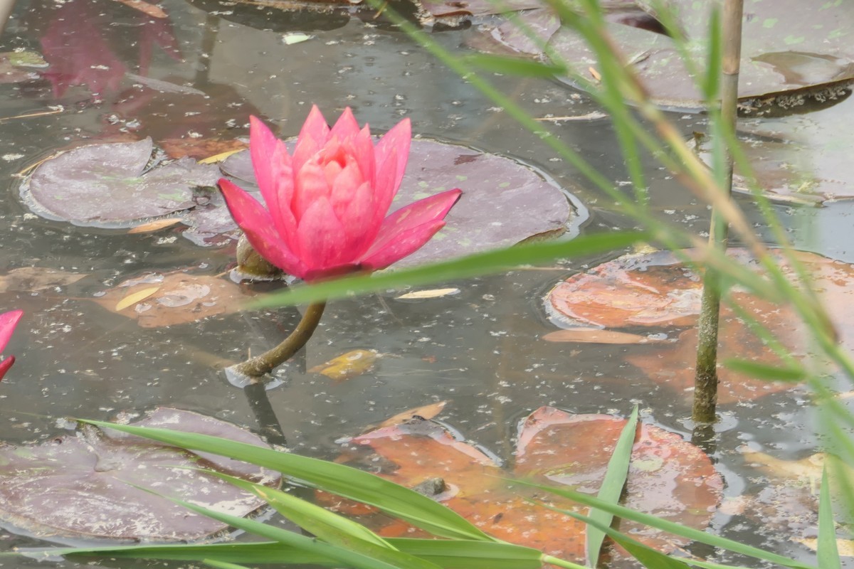 【睡莲】——摄于上海虹桥中心花园