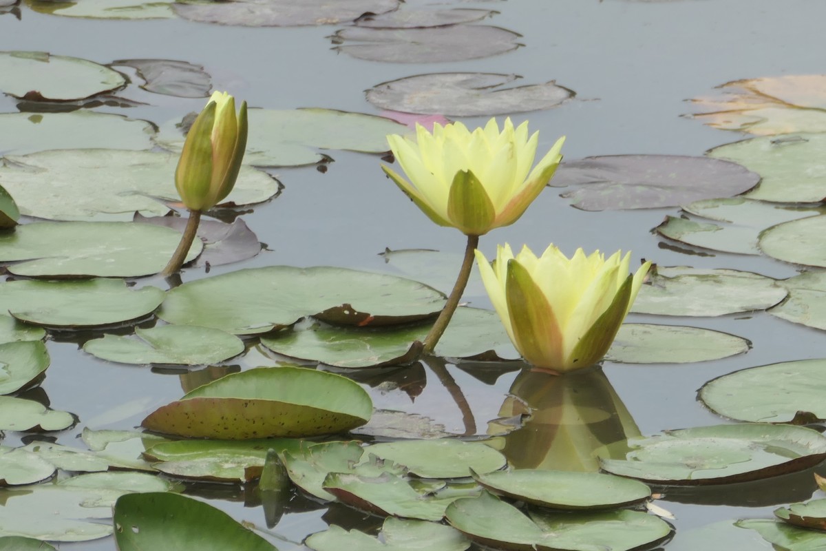 【睡莲】——摄于上海虹桥中心花园