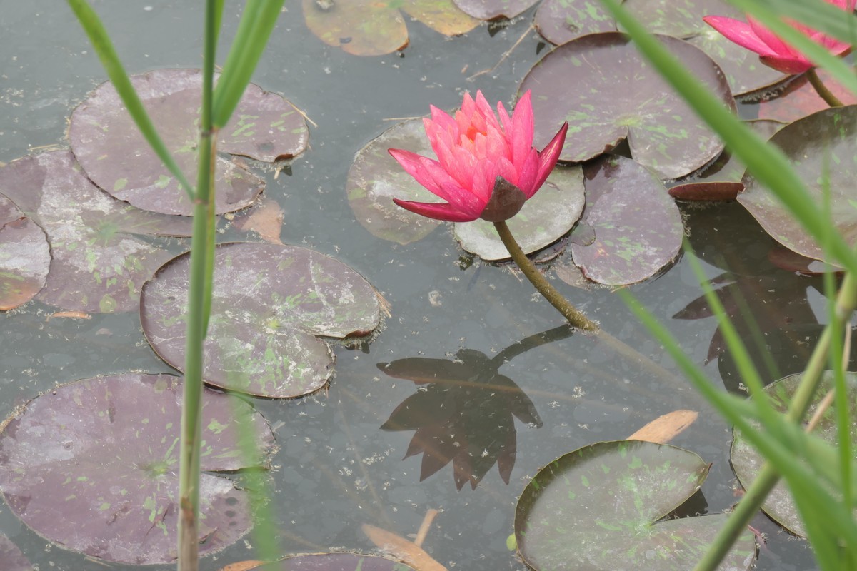 【睡莲】——摄于上海虹桥中心花园