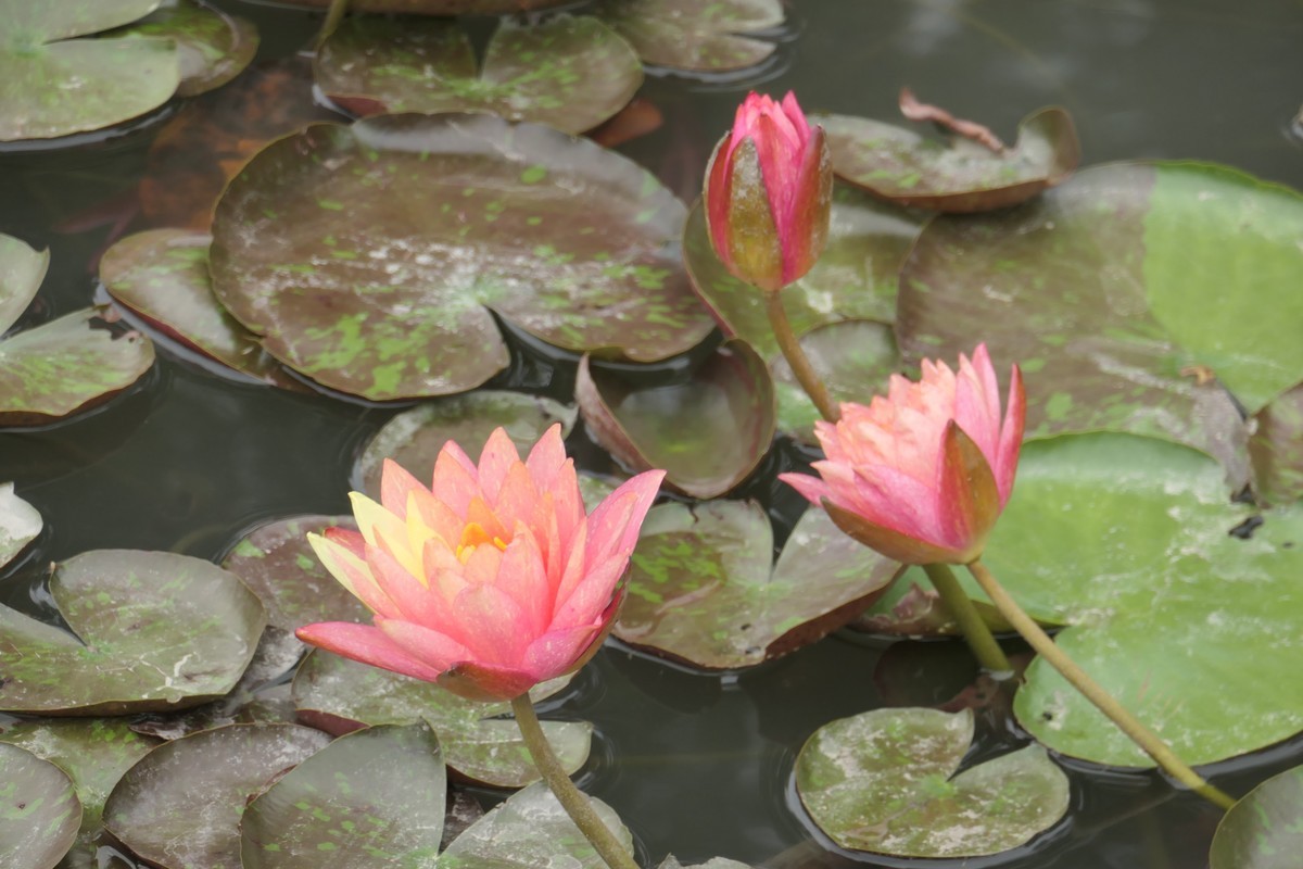 【睡莲】——摄于上海虹桥中心花园