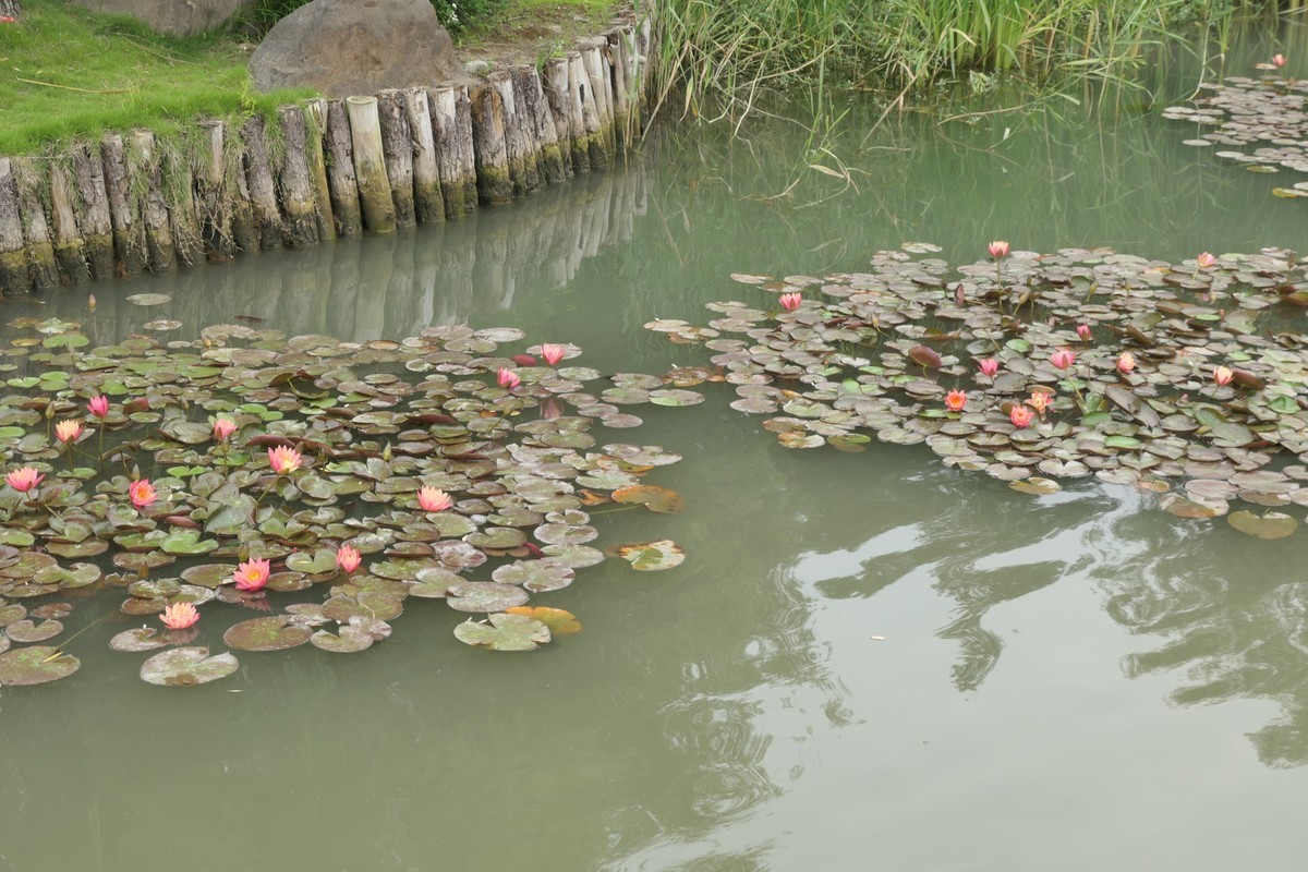 【睡莲】——摄于上海虹桥中心花园