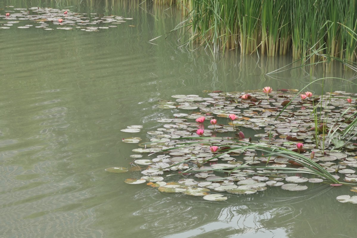 【睡莲】——摄于上海虹桥中心花园