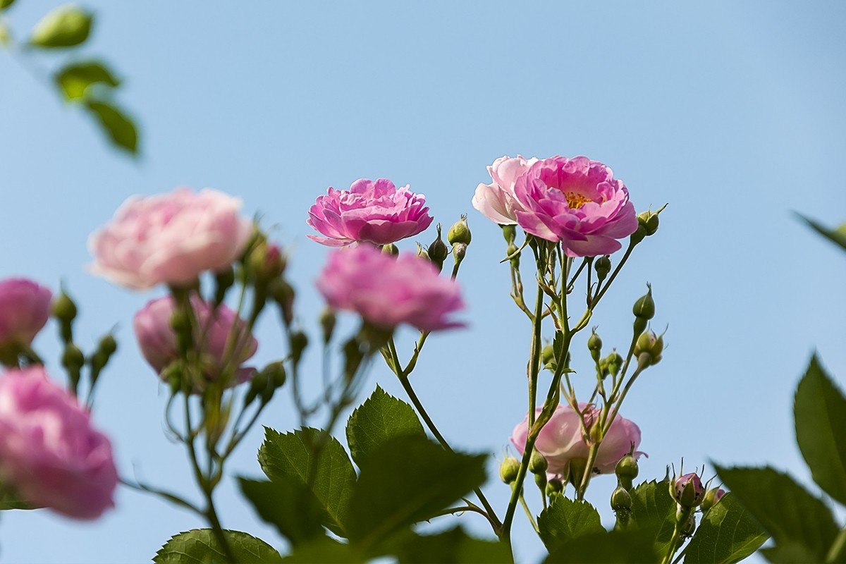 娇艳的蔷薇花-2