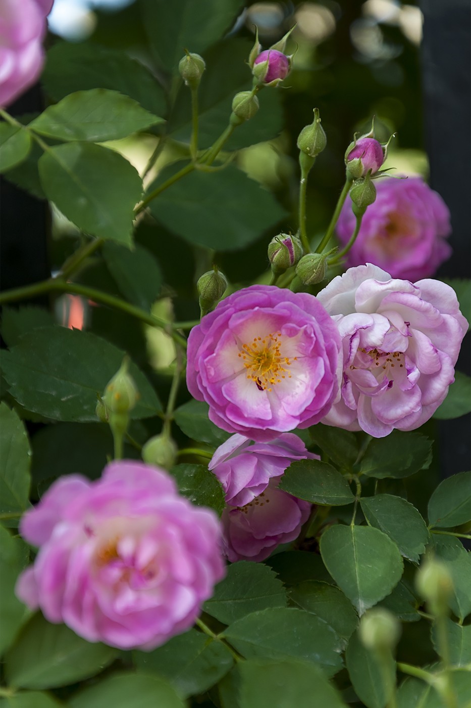 娇艳的蔷薇花-2