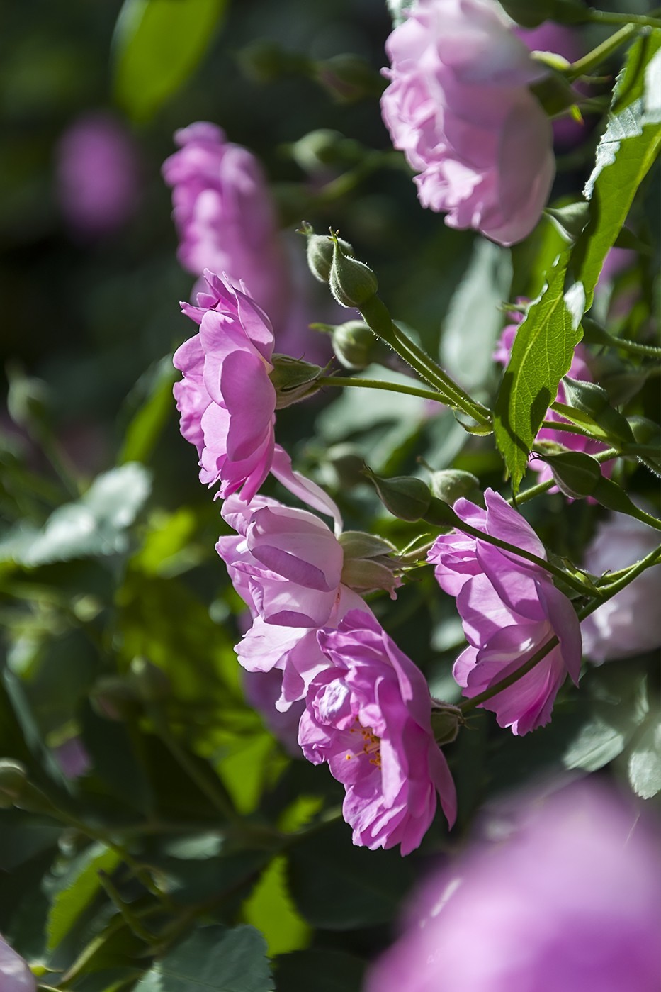 娇艳的蔷薇花-2