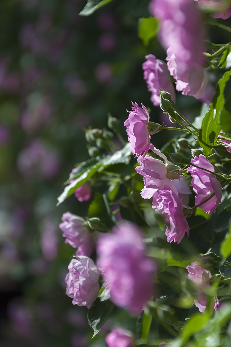 娇艳的蔷薇花-2
