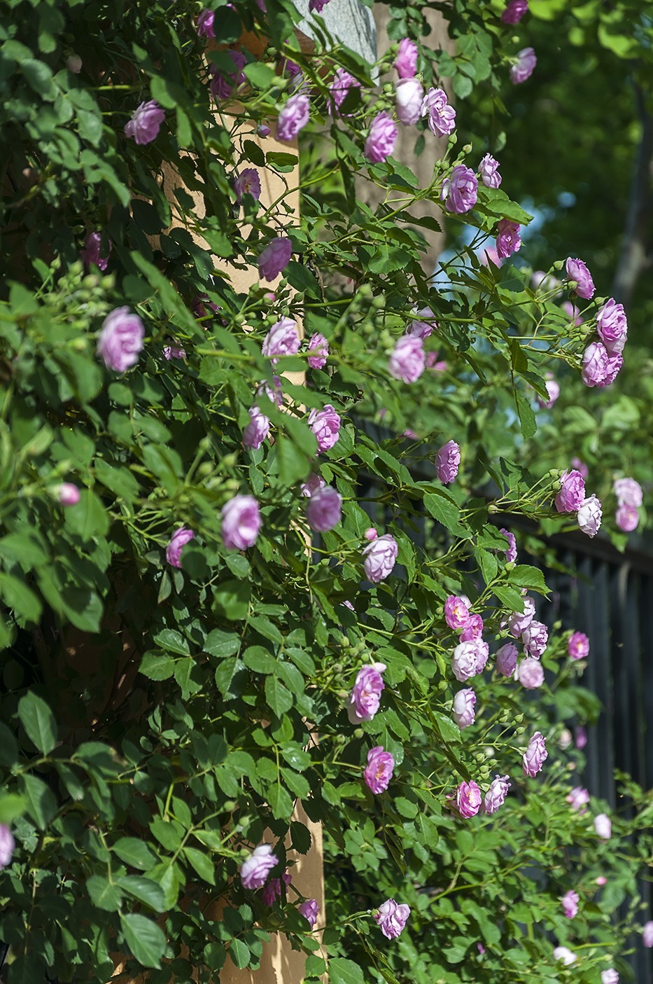 娇艳的蔷薇花-2